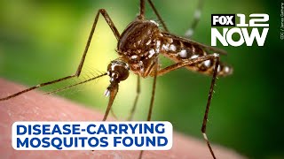 Diseasecarrying mosquitos found in Oregon [upl. by Anecuza]