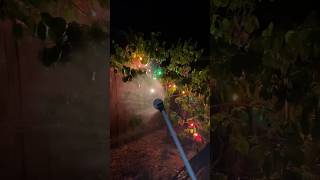 An Easy Way To Protect Fruit Trees From LATE FROST [upl. by Nosredneh]