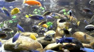 Malawi Aquarium 937ltr  Best Video [upl. by Yssak150]