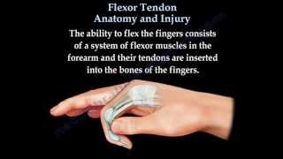 Flexor Tendon Anatomy And Injury  Everything You Need To Know  Dr Nabil Ebraheim [upl. by Okihcim]