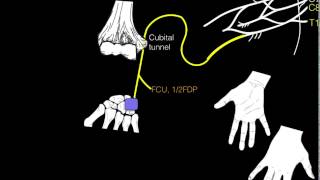 Innervation of forearm and hand muscles [upl. by Weide]