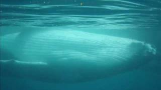 Tahiti Whale Snorkel [upl. by Giltzow]