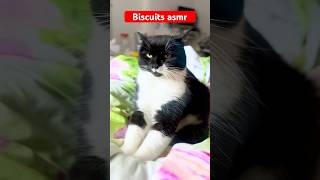 My cat marking biscuits asmr cats cat asmr [upl. by Fisa]