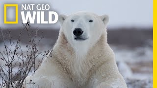 Polar Bears 101  Nat Geo Wild [upl. by Pernick]