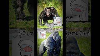 Chimpanzee vs Silverback Gorilla edits edit animals Gorilla chimpanzee shorts [upl. by Hughie753]