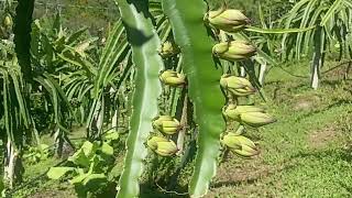 Pitayas Agora são 40 variedades com botões florais🤠🌵🐉 dragonfruit vidanaroça pitaya pomar [upl. by Eralc578]