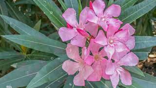 How to Grow Oleander [upl. by Nosduh]