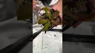 Nepenthes lowii x campulata unboxing [upl. by Macario]