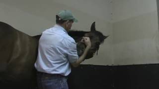 Horse Massage Tips from Jim Masterson on Front End Techniques using The Masterson Method [upl. by Llecrad]