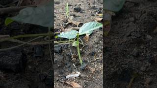 Growing cowpeas timelapse from seeds to leaves harvesting [upl. by Adria838]