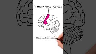 The Frontal Lobe neuroscience [upl. by Dasteel421]