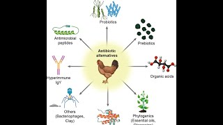 Alternatives of Antibiotics in Poultry Industry [upl. by Lenni]