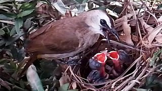 Yellowvented bulbul bird feeds both babies wellbirds nature [upl. by Alurta]