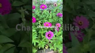 Lots of colorful chandramallika flowers song youtubeshorts garden youtube flowers [upl. by Wiley144]