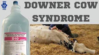 Downer Cow Syndrome [upl. by Nohsreg]