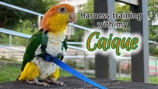 Putting on a parrot harness for a noncooperative Caique [upl. by Ecirb75]