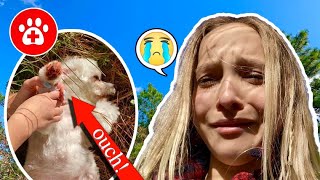 SOMETHING TERRIBLE HAPPENED TO MY DOG TOBY I CRIED SO EMOTIONAL lostdog lillyK [upl. by Vere862]