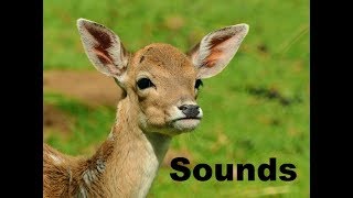 Deer Sound Effects All Sounds [upl. by Swinton]