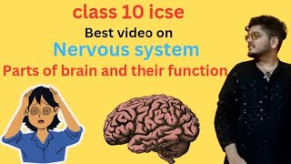 Parts of brain and their function class 10 icse nervous systemNEET [upl. by Sawyer]