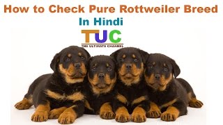 How to Check Pure Rottweiler Breed In Hindi  Know Your Breed In hindi  The Ultimate Channel [upl. by Ranson794]