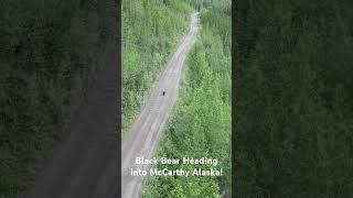 Black Bear heading into McCarthy Alaska bear alaska blackbear [upl. by Yentuoc]