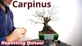 Shohin bonsai techniques [upl. by Jewelle]