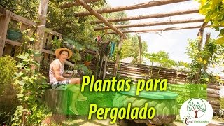 Dicas de Trepadeiras para Pergolado em Jardim cuidado na escolha Plantar em Casa [upl. by Jethro]