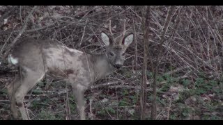 Jägerprüfung Niedersachsen Rehwild Ansprechübungen im Winterhaar [upl. by Inalej150]