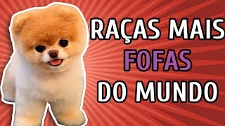 10 RAÇAS DE CACHORRO MAIS FOFAS DO MUNDO [upl. by Heigho59]