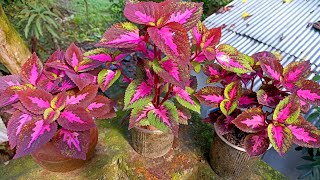 How To Grow Coleus Plant By Cutting 😊 [upl. by Ecyac]