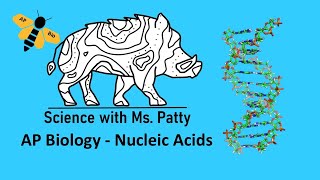 AP Bio  Nucleic Acids Unit 1 [upl. by Ezalb]