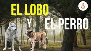 La fábula del lobo y el perro para emprendedores [upl. by Mannes]