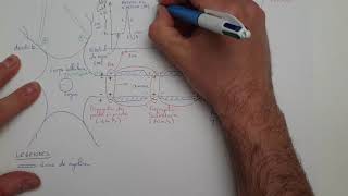 eSVT Le potentiel daction et la transmission synaptique [upl. by Adehsor]