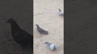 beautiful pigeon bird eating food rap tamil song tamilsong travel popularsong lyrical lyric [upl. by Sokem681]