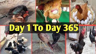 Development of Aseel Chicks from Day 1 To Adulthood  Aseel Chicks Growth From Day 1 to Day 365 [upl. by Leahcym]