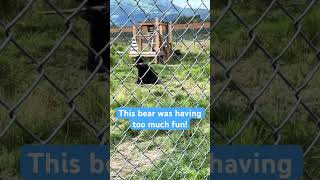 Bear at the Reindeer Farm in Palmer Alaska was having so much fun Mad skillz alaska [upl. by Meesak]