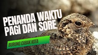 Berkicau pagi dan Magrib  Burung Cabak kota [upl. by Fidelity]