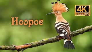 Hoopoe bird 4K [upl. by Elmaleh]