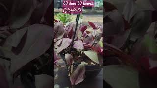 Tradescantia zebrina instagram succulenttreanding trending youtubeshorts plants viralvideo [upl. by Rumery]