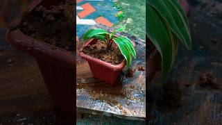 Cordyline plant repotting 🪴 [upl. by Hauger239]