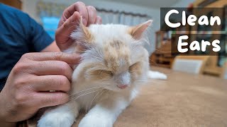 How to Clean Your Cats Ear at Home 6 Step Tutorial  The Cat Butler [upl. by Barimah542]