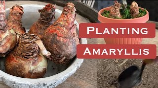 DIY Planting Amaryllis for Holiday Gifts [upl. by Purcell744]