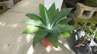 Agave 觀葉植物圖鑑 初綠龍舌蘭（翠綠龍舌蘭） [upl. by Pages]