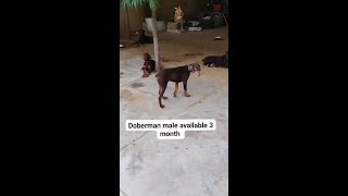 Daberman puppy cute puppy doglover short shorts trending Viral [upl. by Rizzi]