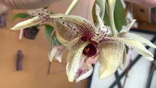 Stanhopea Michael Bloyer  platyceras x tigrina [upl. by Iveksarap775]