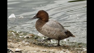 Canvasback Abberton Reservoir Essex 14824 [upl. by Krishna69]