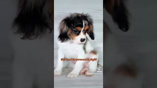 Cavalier King Charles Spaniel [upl. by Wooldridge380]