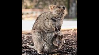 THE QUOKKA THE HAPPIEST ANIMAL [upl. by Yenwat]