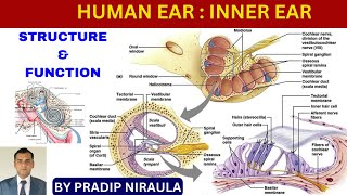 HUMAN EAR STRUCTURE amp FUNCTION PARTII  INNER EAR II CLASS12ZOOLOGY II PRADIP NIRAULA [upl. by Faxon238]