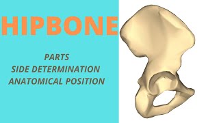 Hip bone  Parts Side determination amp Anatomical Position [upl. by Ronnica]